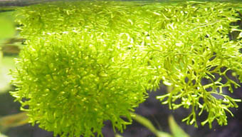 Riccia fluitans
